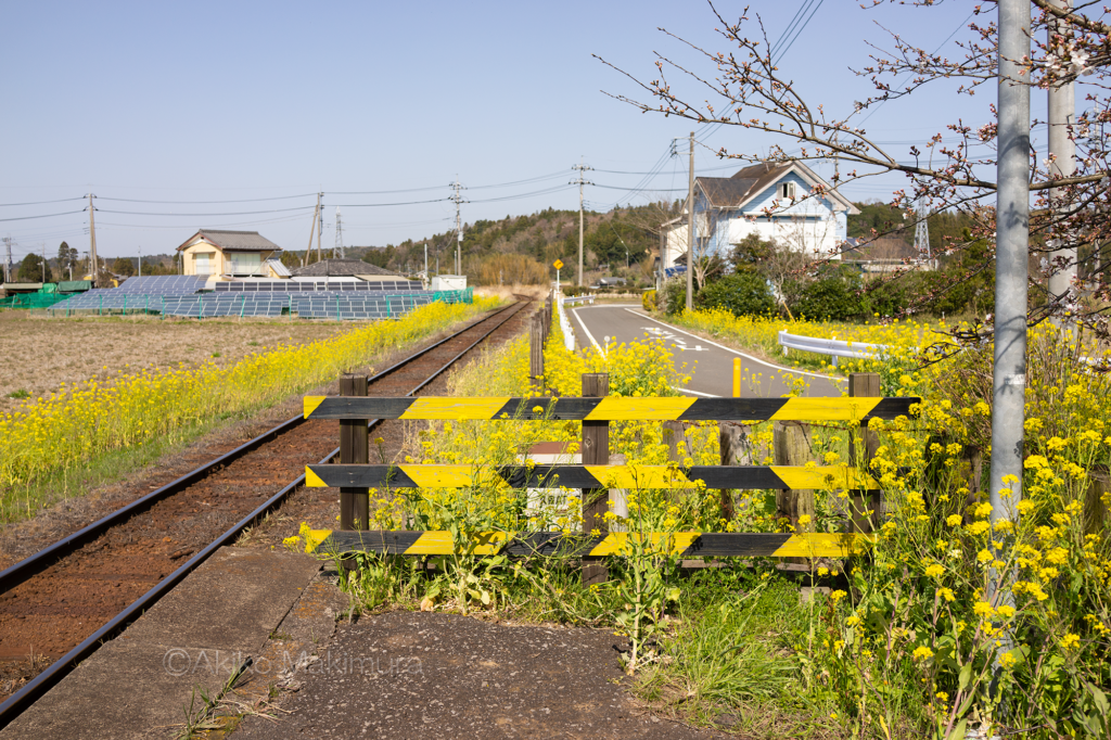 菜の花が咲き乱れる小湊鉄道の上総久保駅は無人駅です