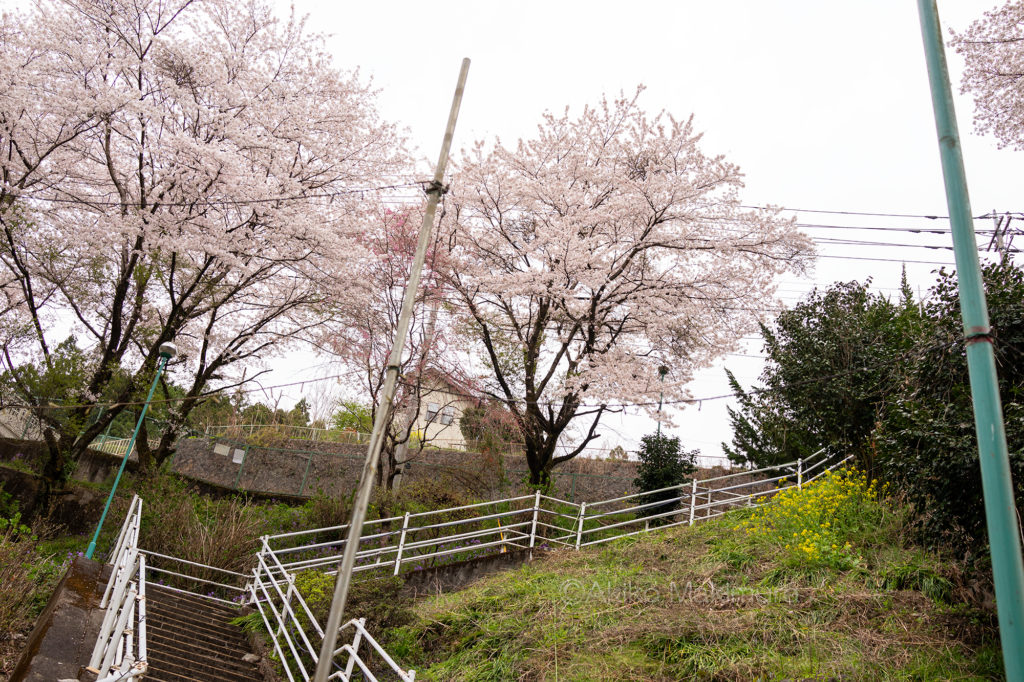 わたらせ渓谷鉄道の本宿駅は無人駅です。桜の木が素敵です